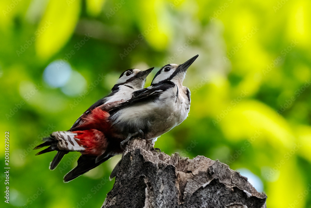 Fototapeta premium Pair of greater spotted woodpeckers mating (Dendrocopos major).
