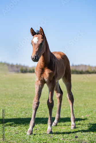 Young foal standing in a green pasture on a sunny day with blue sky
