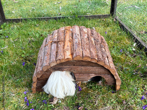 meerschweinchen tier natur nager