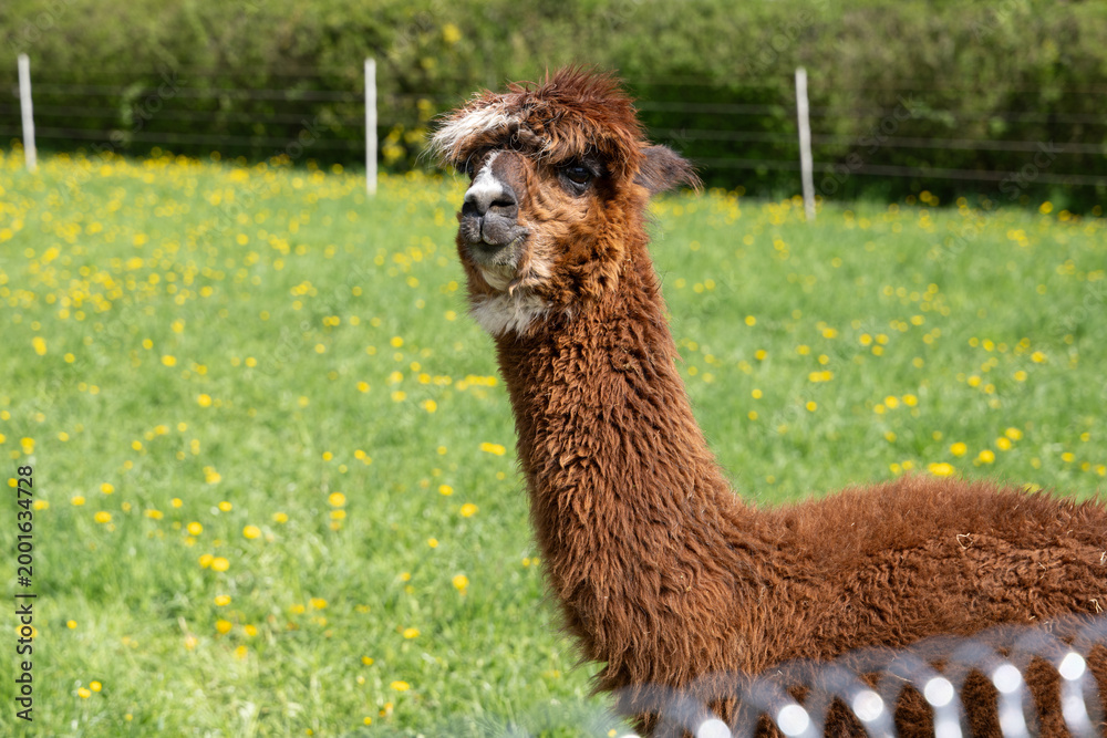 Fototapeta premium alpaka tier natur lama