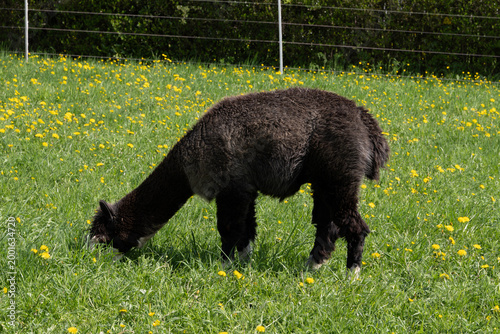 alpaka tier natur lama