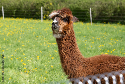 alpaka tier natur lama