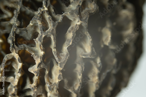 Pilz makro nah lamelle