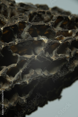 Pilz makro nah lamelle