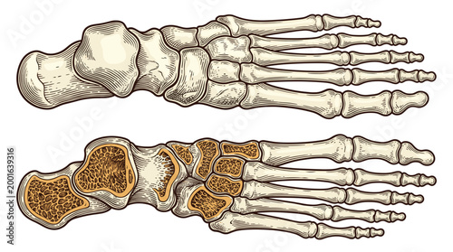 Anatomical illustration showcasing the dorsal and plantar views of the human foot bones, highlighting tarsals, metatarsals, and phalanges.