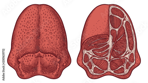 Anatomical illustration of the human tongue, showing its surface texture and internal muscular structure.