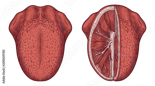 Anatomical illustration of the human tongue, showing its external surface and internal muscular structure.