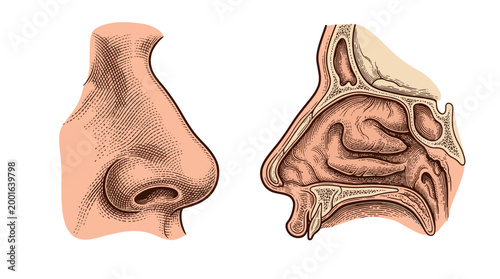Anatomical illustration of the human nose, showing external features and internal cross-section with nasal passages.