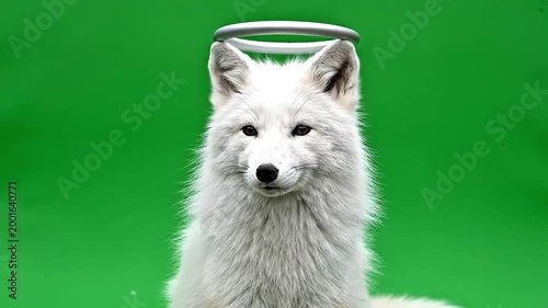 A beautiful white arctic fox with a silver halo floating above its head against a vibrant green background.