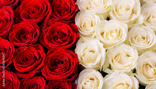 赤と白に分かれて集めた薔薇の花