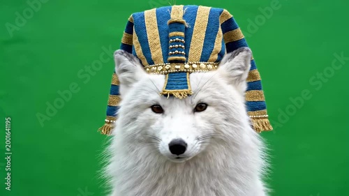 A majestic arctic white fox wearing an elaborate blue and gold Egyptian pharaoh's headdress against a vibrant green background.