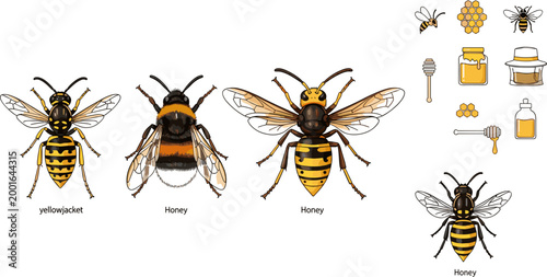 Detailed realistic yellowjacket and honeybee illustration set with honey jar, honeycomb and beekeeping elements on dark background