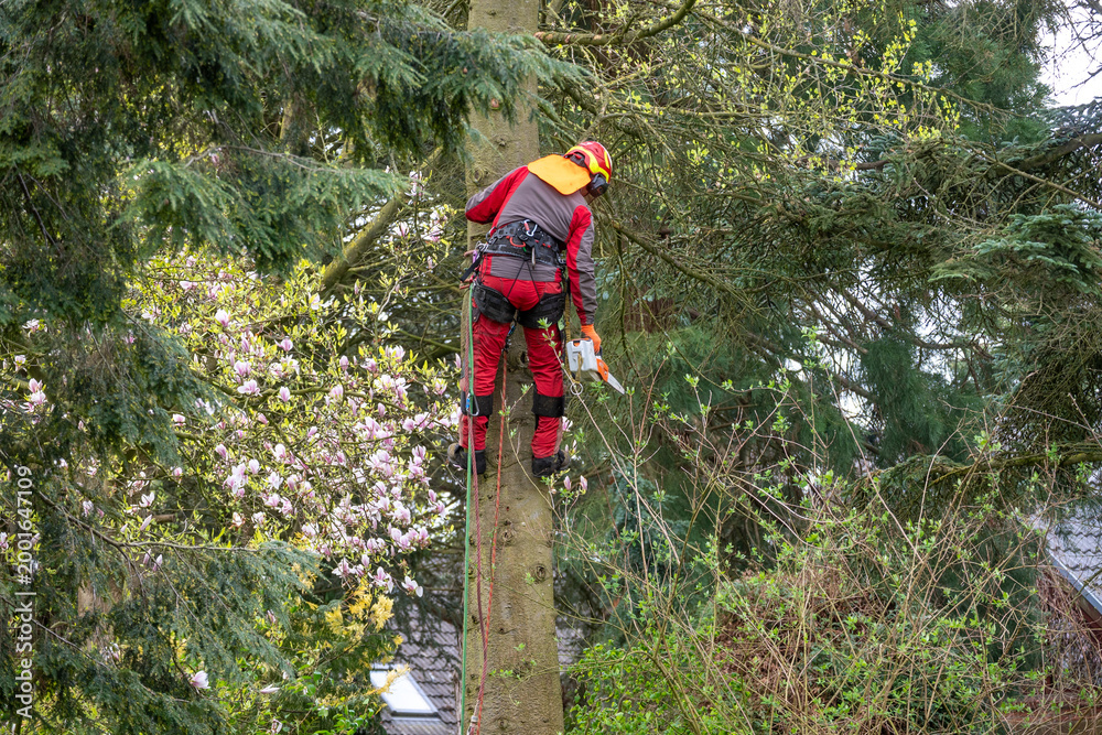 Fototapeta premium Professional arborist cutting tree with chainsaw using ropes and safety gear, tree removal service, forestry work at height in outdoor environment