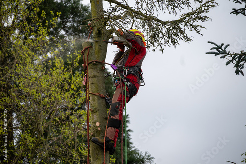 Obraz na płótnie Professional arborist cutting tree with chainsaw using ropes and safety gear, tree removal service, forestry work at height in outdoor environment