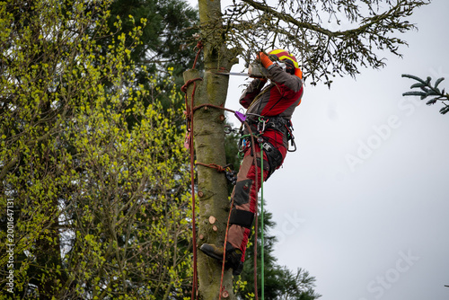 Professional arborist cutting tree with chainsaw using ropes and safety gear, tree removal service, forestry work at height in outdoor environment