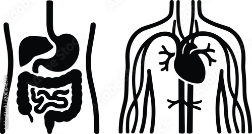 Human Torso Diagrams Showing Digestive and Circulatory Systems for Medical Education and Scientific Anatomy Illustration