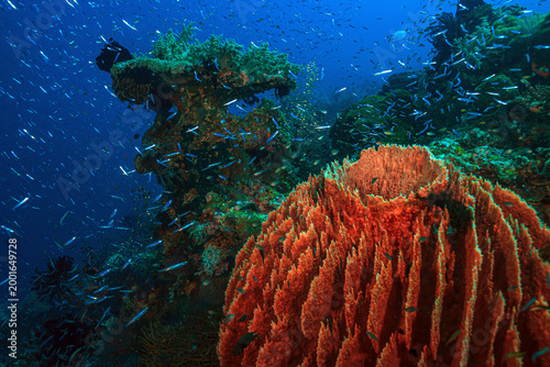 Coral reef off the coast of island in South Pacific, Bali