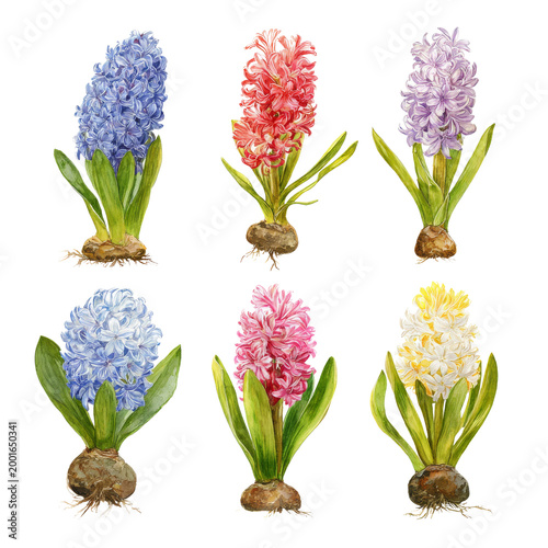 Canvastavla flower - hyacinth watercolor isolation on transparent illustration