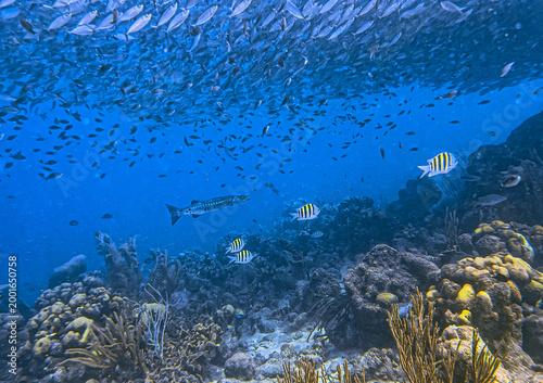 Caribbean coral garden, Bait Ball