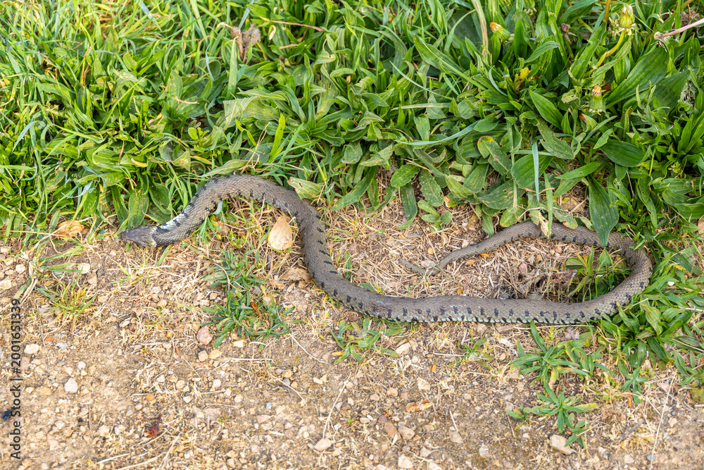 Fototapeta premium A wild grass snake moves along the edge of a dirt path bordered by green vegetation.