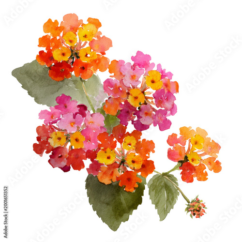 Photos flower - lantana watercolor isolation on transparent illustration