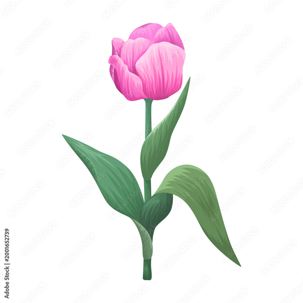 Fototapeta premium Beautiful realistic bloom pink tulip flower stem with green leaves illustration isolated on transparent background