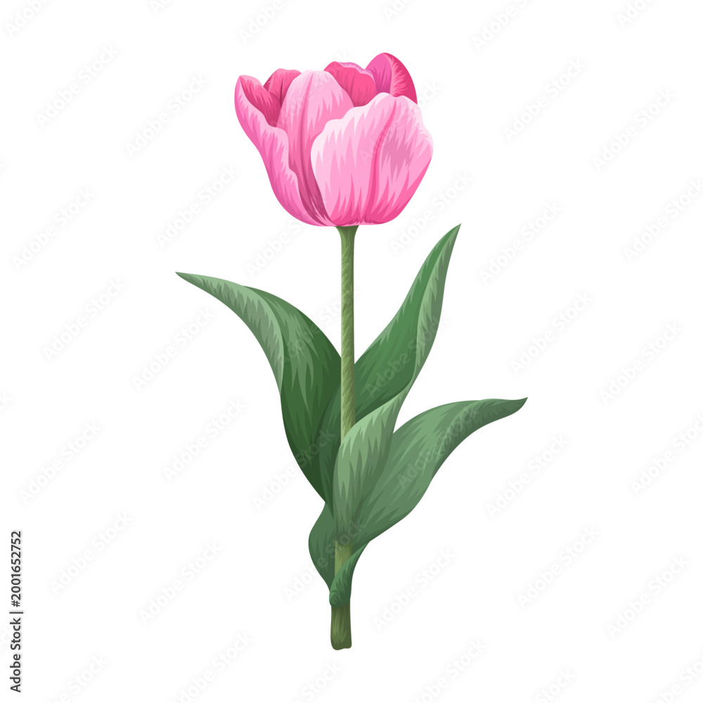 Fototapeta premium Beautiful realistic bloom pink tulip flower stem with green leaves illustration isolated on transparent background