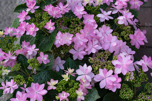 Vibrant pink lacecap hydrangea flowers bloom gracefully among deep green leaves, featuring delicate star-shaped petals and intricate clusters of emerging buds in a lush garden setting.