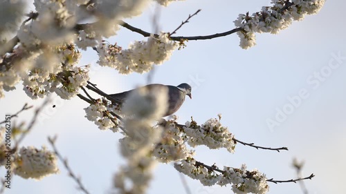 Male Wood pigeon balanced perched on a cherry blossom branch shaken by the wind while a bumblebee is pollinating flowers. Columba palumbus, Prunus avium, Indre-et-Loire, région Centre, France, Europe