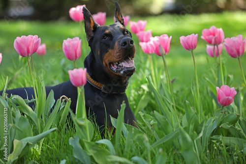 Adult dobermann in spring tulips in the garden. Dog outdoor