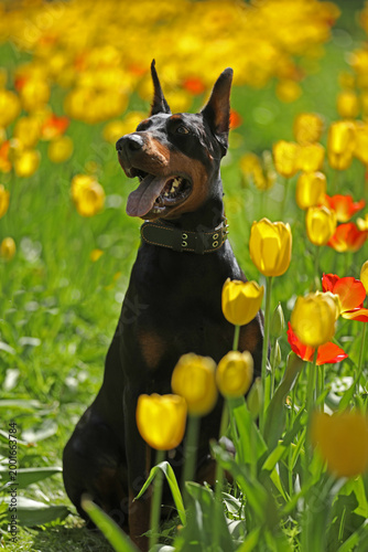 Adult dobermann in spring tulips in the garden. Dog outdoor