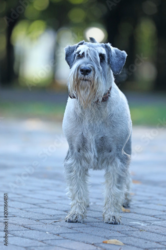 Cute mittelschnauzer walking outdoor in the park