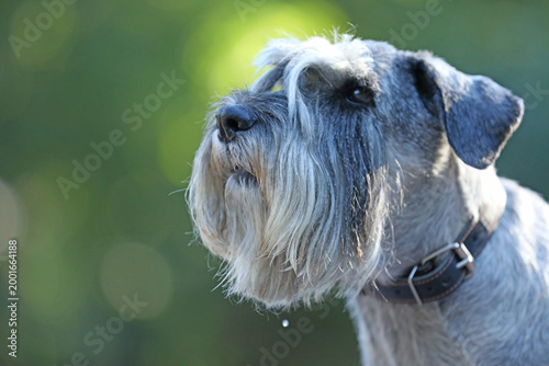 Cute mittelschnauzer walking outdoor in the park