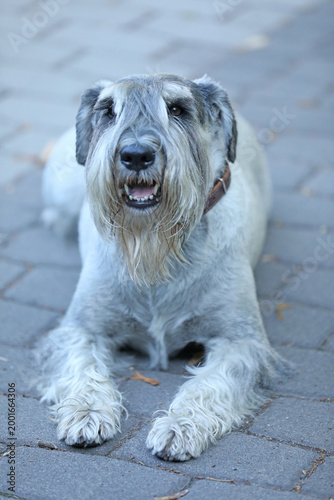 Cute mittelschnauzer walking outdoor in the park