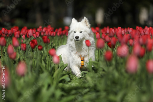 Beautiful samoyed dog outdoor with spring tulips