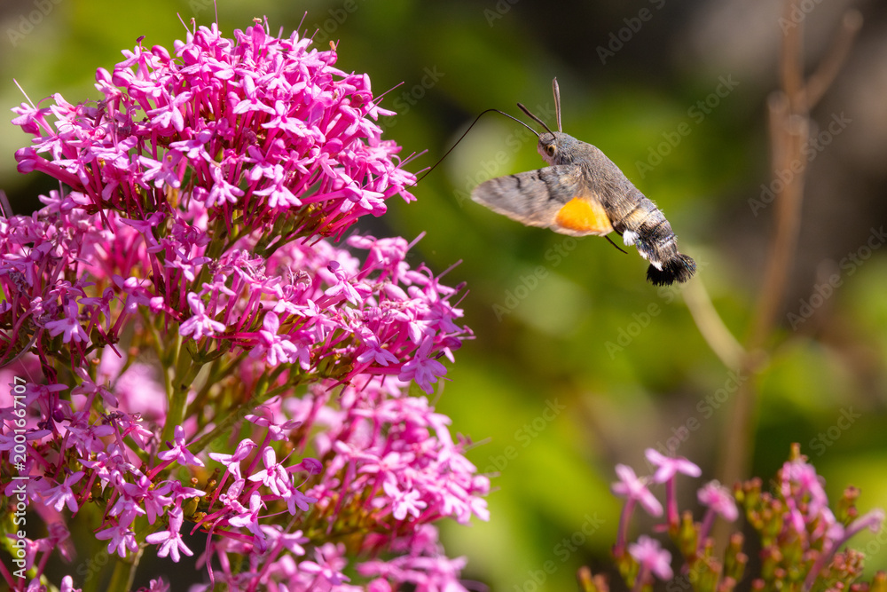 Fototapeta premium Hummingbird Hawkmoth feeding off Red Valerian during Summer. England, UK.