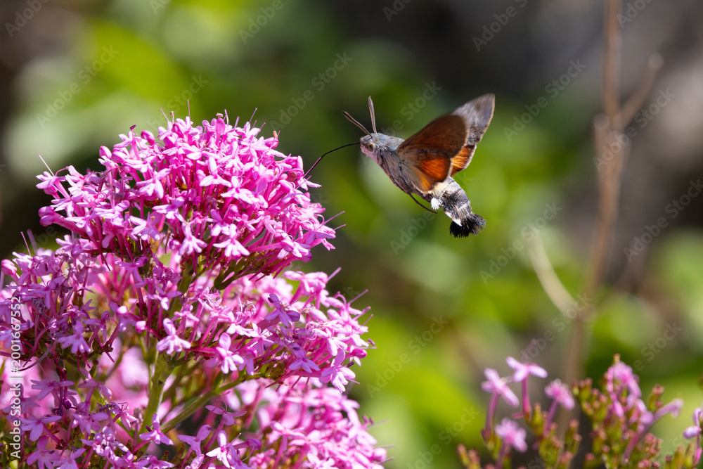 Fototapeta premium Hummingbird Hawkmoth feeding off Red Valerian during Summer. England, UK.