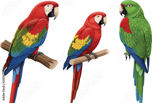 Colorful Parrot Macaw Bird Vector Set with Red and Green Tropical Birds Sitting on Branches Isolated on White Background