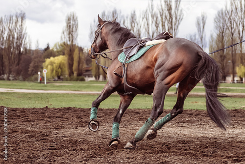 Obraz na płótnie Strong bay horse in motion