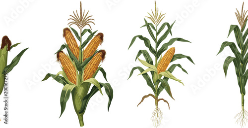 Corn Plant Vector Illustration Set Featuring Maize Crop with Ears, Leaves, Roots and Growth Stages in Detailed Agricultural Style Isolated on White Background
