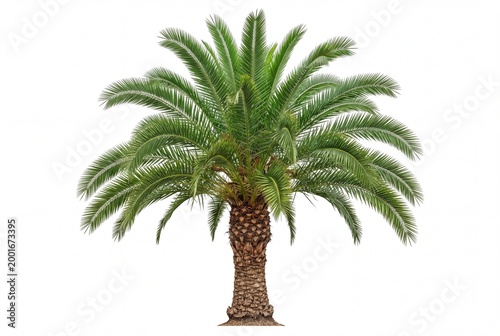 Lush date palm tree isolated on a white background with detailed green fronds and textured trunk, ideal for tropical design, landscaping, botanical, and nature-related projects.