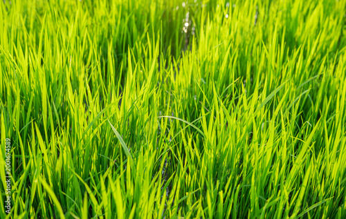 Fotografie Close up of vibrant green rice seedlings growing in a nursery field, perfect for