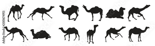 set camel silhouette desert animal icon minimal black design travel culture set of black dromedary camel showing walking steps, lying down poses, and riding with man, on white, vector Illustration.