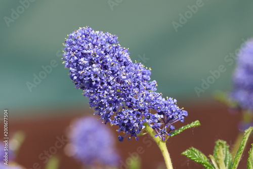 Schilderij op canvas Ceanothus 'Concha', Close up of single inflorescence with profuse small blue Californian lilac flowers in spring