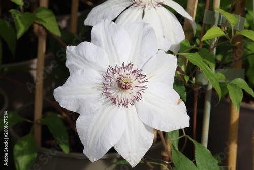 Fotografía Clematis 'Miss Bateman'