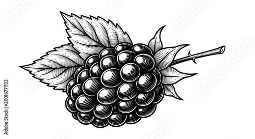 Blackberry Fruit Closeup Illustration.