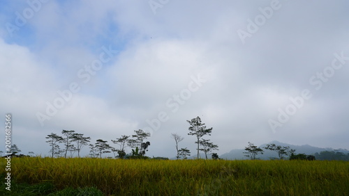 A row of trees across a lush green rice field with bright blue sky and white clouds in the morning light, creating a fresh and peaceful rural landscape
