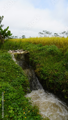 A small wooden bridge over a narrow water canal beside a rice field, surrounded by banana trees under a bright blue sky with white clouds in the morning, creating a peaceful rural countryside scene