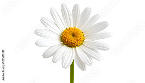 A Single White Daisy Flower with a Yellow Center on a White Background.