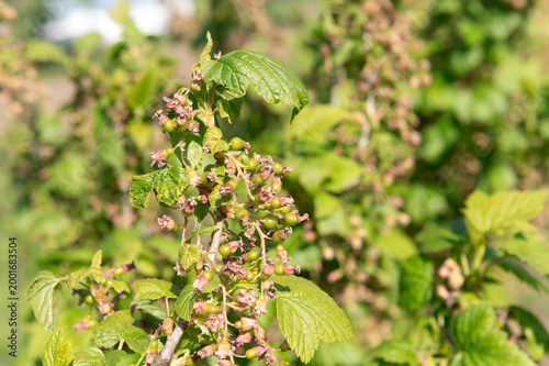 Canvas Print GardeningFruits start to develop on blackcurrant (ribes) bush